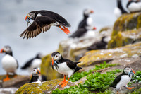Farne Island - three pictures in one