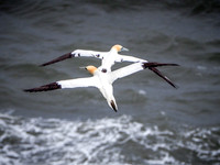 Puffins + Gannets-191-Edit