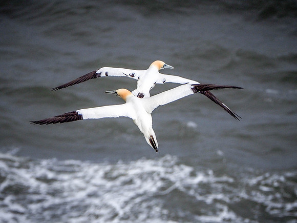 Puffins + Gannets-191-Edit