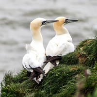 Puffins + Gannets-453