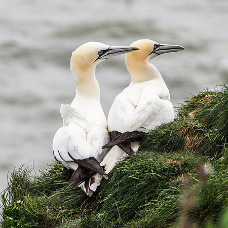 Puffins + Gannets-453