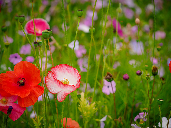 Meadow at RHS Harlow Carr