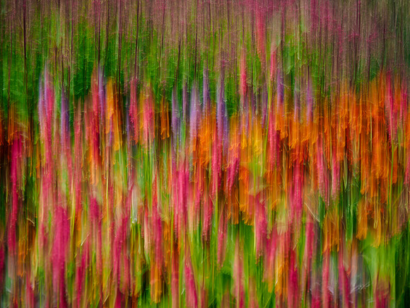 Blur of flowers at RHS Harlow Carr