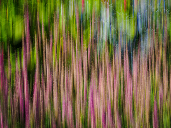 Blur of Flowers at RHS Harlow Carr