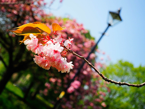 Cherry Blossom 1