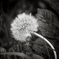 Dandelion 1