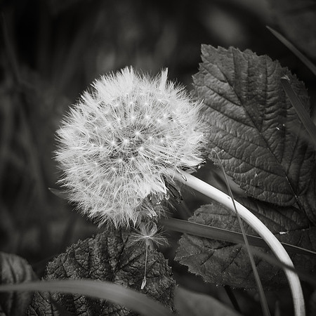 Dandelion 1