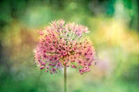 alliums (421 of 82)-Edit