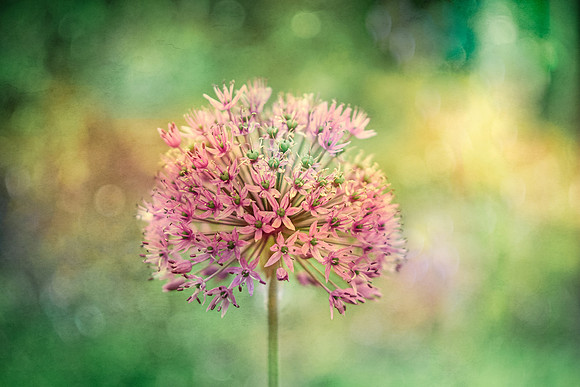 alliums (421 of 82)-Edit