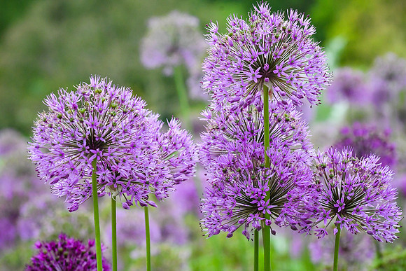 Alliums at Harlow Carr