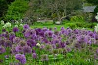 Alliums at RHS Harlow Carr