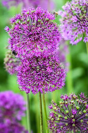 Alliums close up