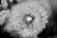 Dandelion 3
