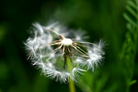 Dandelion 6