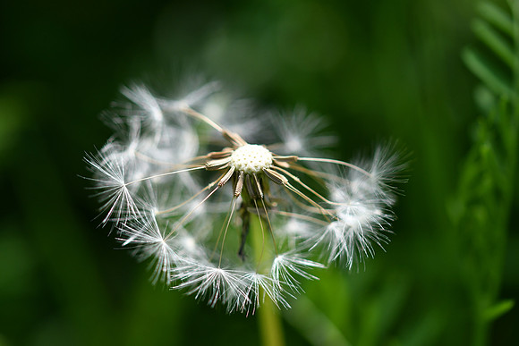 Dandelion 6