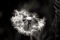 Dandelion 5