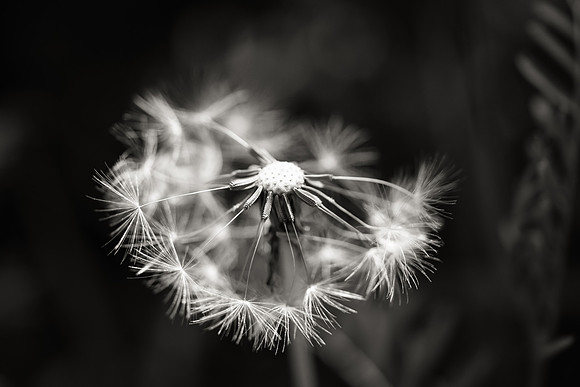 Dandelion 5