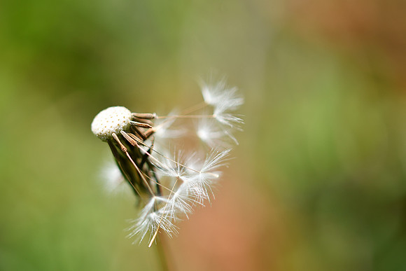 Dandelion 11