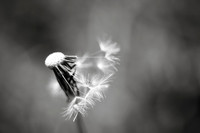 Dandelion 10