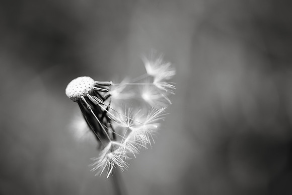 Dandelion 10