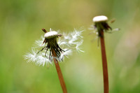 Dandelion 14