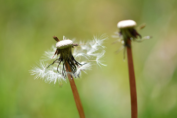 Dandelion 14