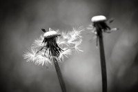 Dandelion 12
