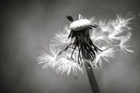 Dandelion 13