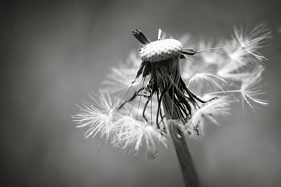Dandelion 13