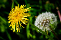Dandelion 17