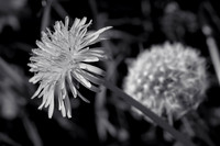 Dandelion 18