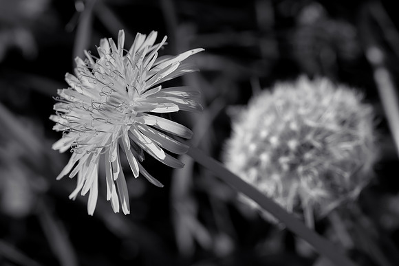 Dandelion 18