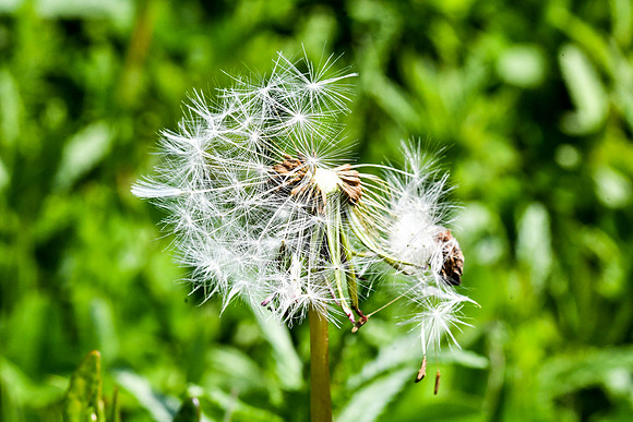 Dandelion 19