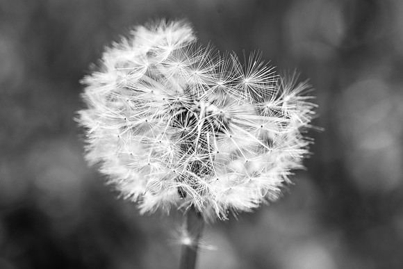 Dandelion 20