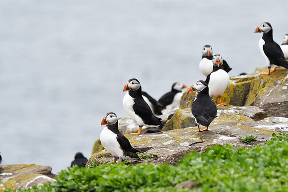 Farne Island Puffins - 5