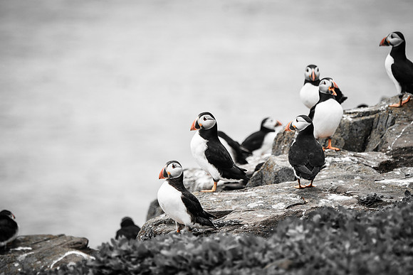 Farne Island Puffins - 6