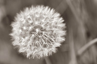Dandelion 9