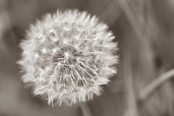 Dandelion 9