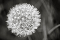 Dandelion 8