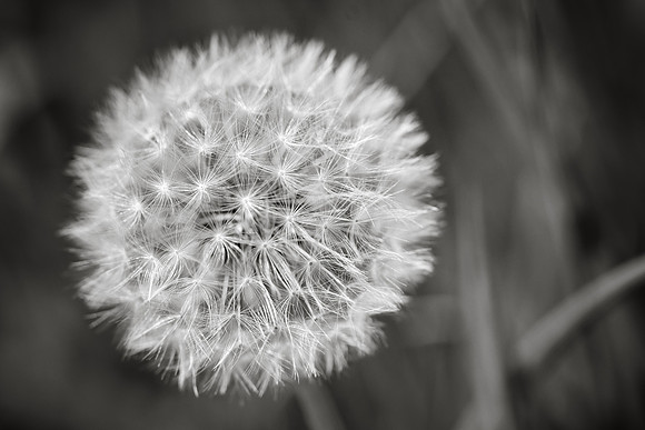 Dandelion 8