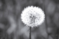 Dandelion 16