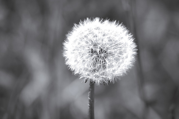Dandelion 16