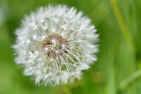 Dandelion 7