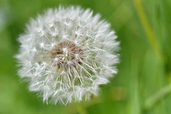 Dandelion 7