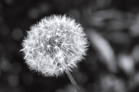Dandelion 4
