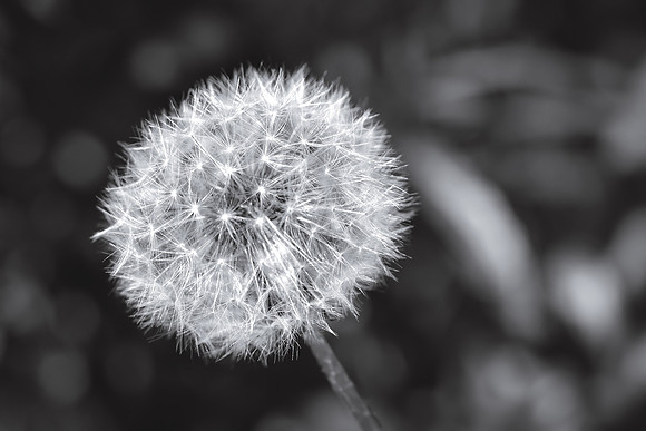 Dandelion 4