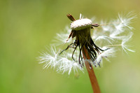 Dandelion 15
