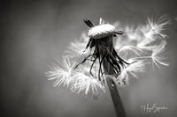 black and white dandelion with signature