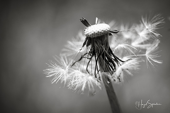 black and white dandelion with signature