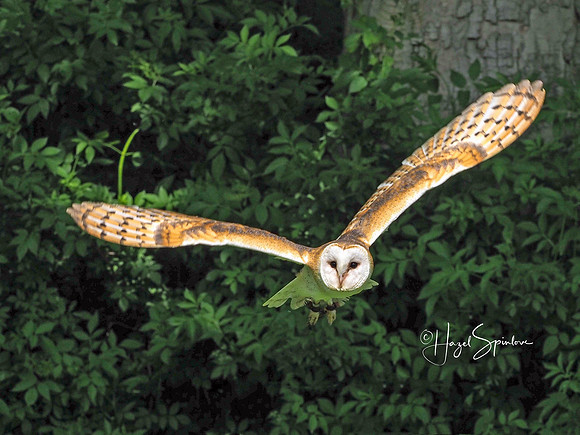 flying owl with signature - 2